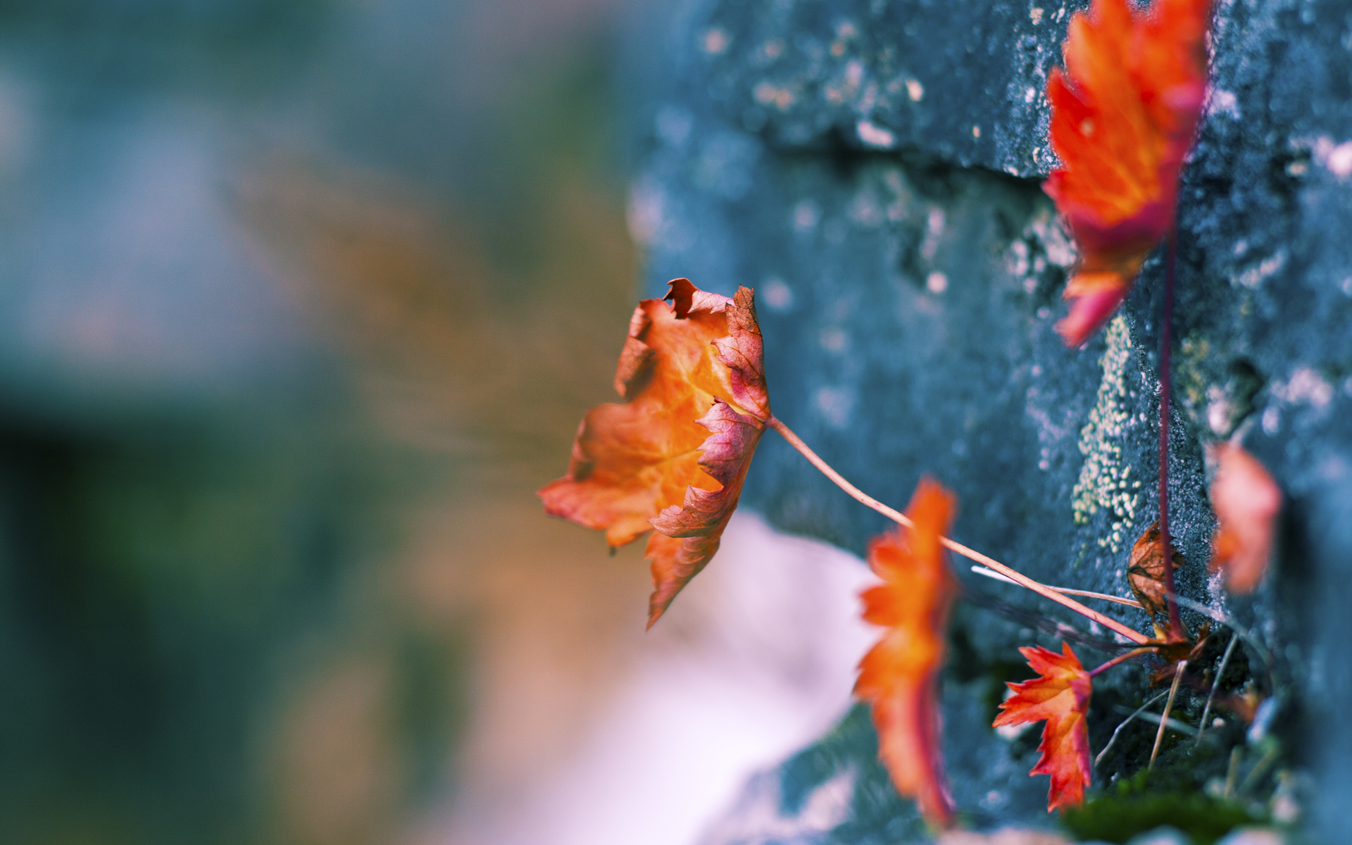 九游体育入口-全球篮球豪门风云：精英赛场赛月亮，豪门足球风云蓝苏牙