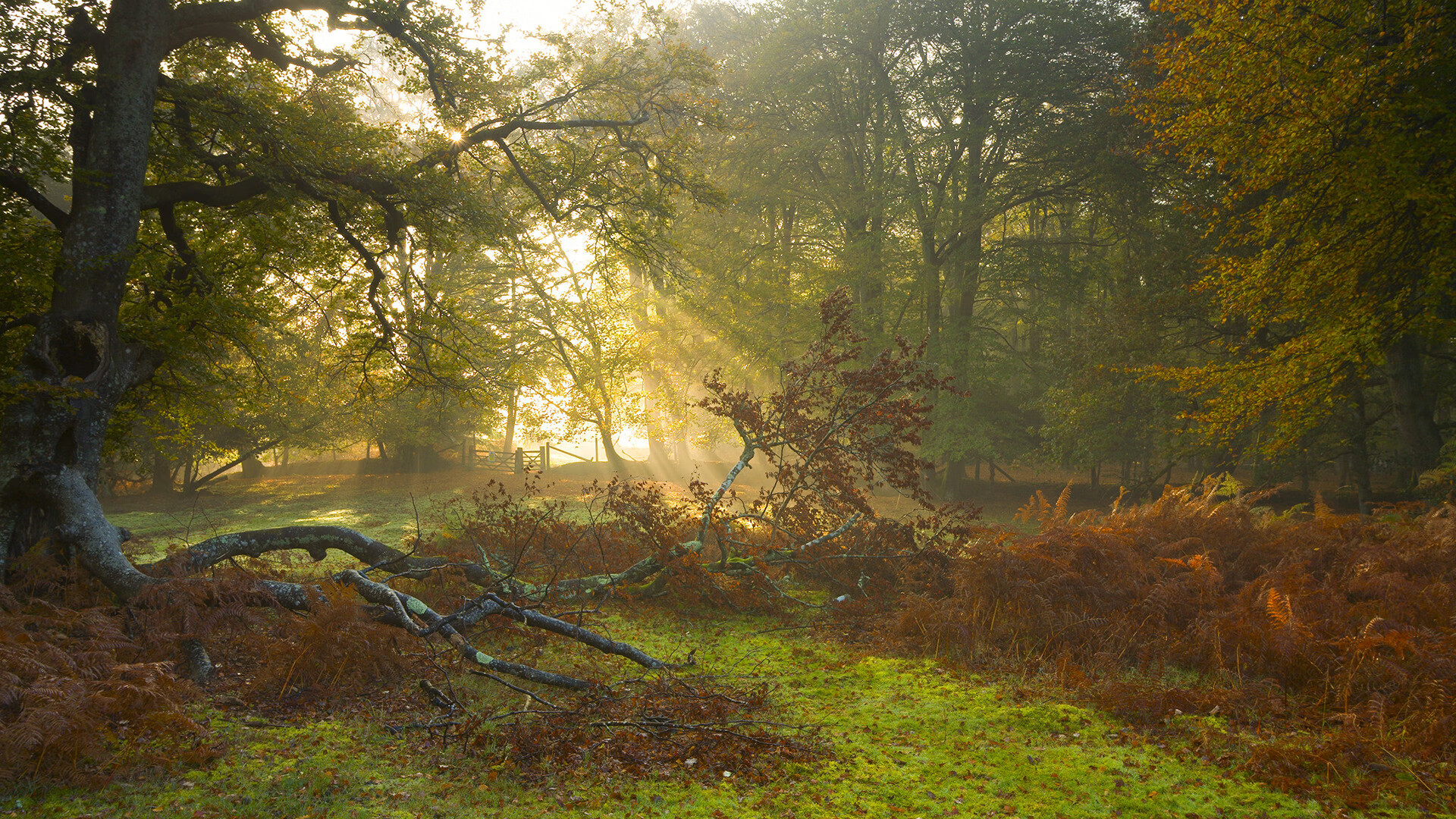九游娱乐官方平台-比利时先锋效力，击败格鲁吉亚队，比利时队伍