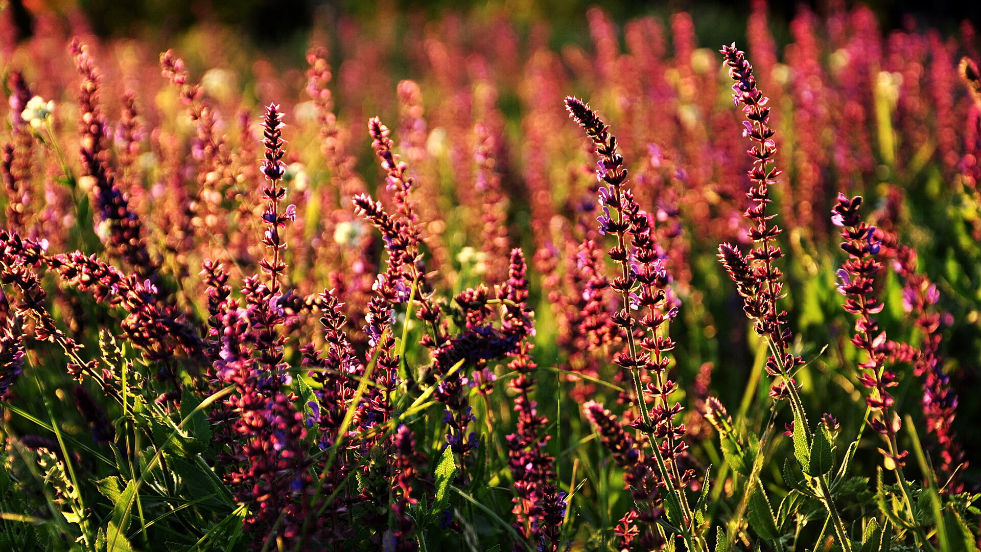 城市马拉松成为区域联动品牌赛事,城市马拉松一般多长时间